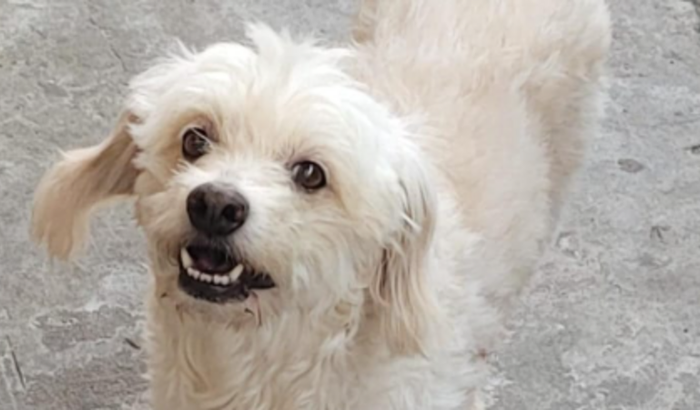 Ajude a salvar a vida do Pingo