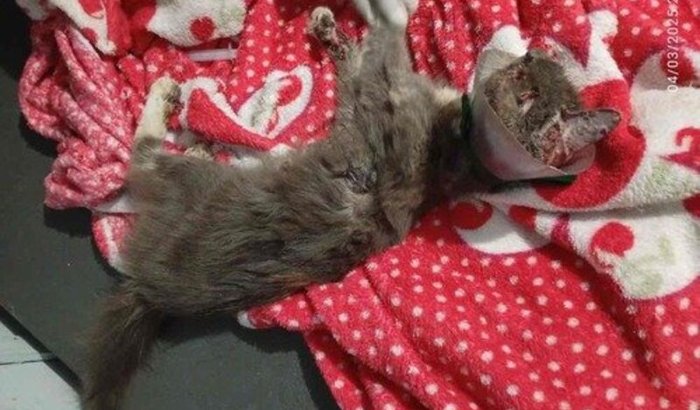 URGENTE! A ESTRELA PRECISA SOBREVIVER