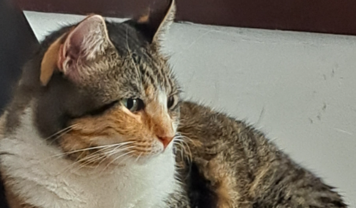 AJUDE A RITINHA