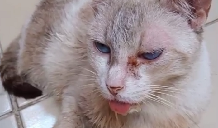 Cirurgia gata Bolinho