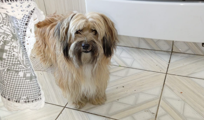 Ajude a Bolinha a fazer cirurgia de coluna