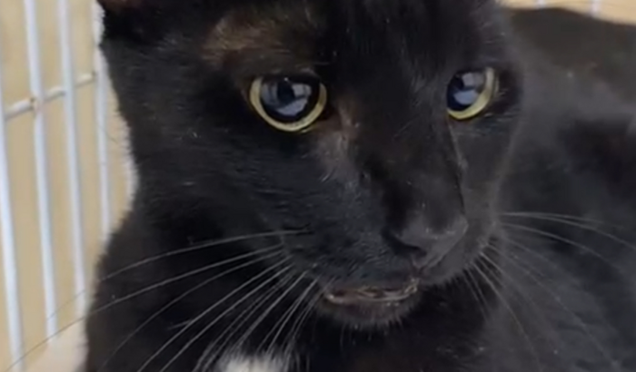 Cirurgia do Morceguinho