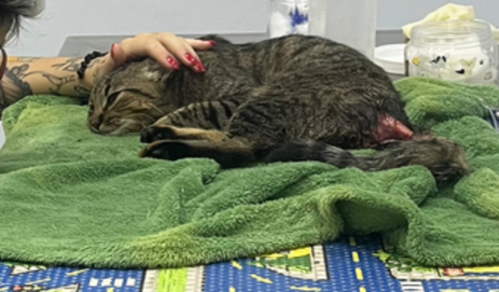 Cirurgia e cuidados da Estrelinha 