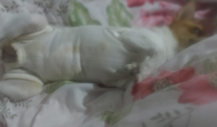 Colabore com o bem estar da Lucy