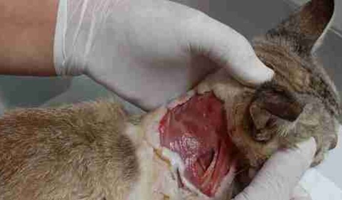 Ajuda apagar os custos da Clínica dos gatinho internado sem previsão de alta