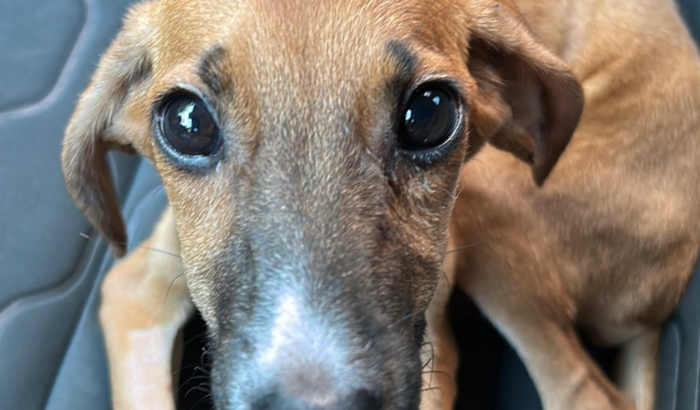 Ajude a Melzinha a Viver!!!!