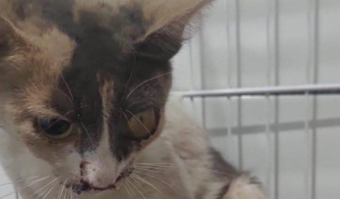 Gatinho Perri (situação grave)