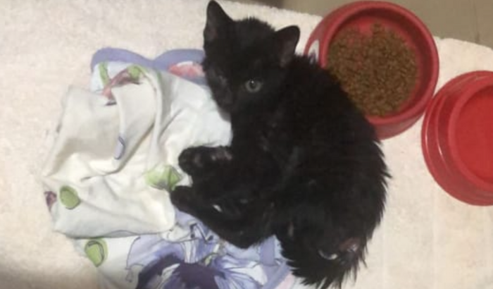 Salve a vida do Flow