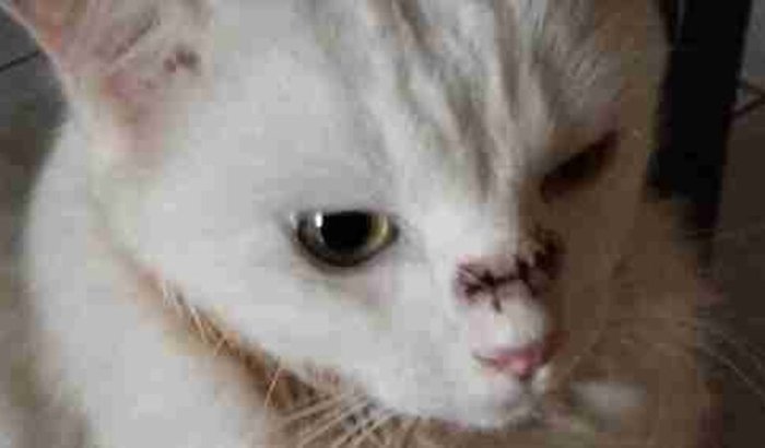 Ajude o Jake a respirar novamente!