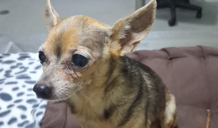 Ajude minha cachorra Lilo