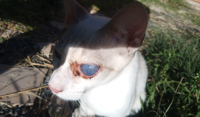 Ajuda para cirurgia do piratinha