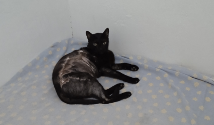 Desobstruir o canal da urina do gato Bout