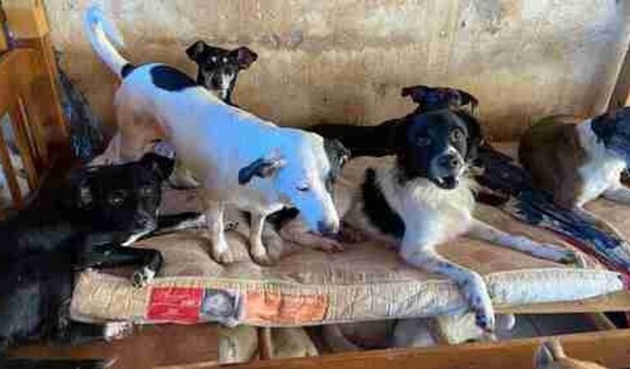 Ajuda para construção do novo abrigo