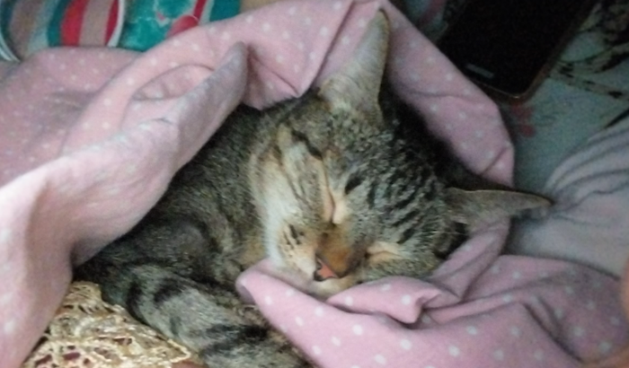 Ajude a Mel: Uma Vaquinha de Amor e Cuidado