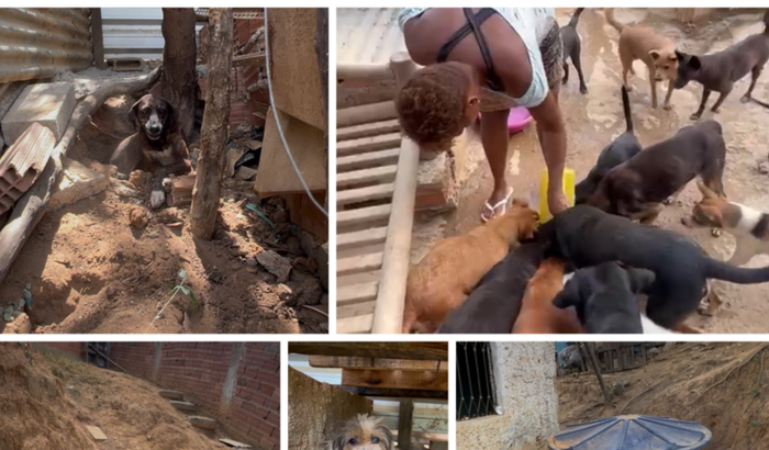 Ajuda pra reformar o abrigo e comprar remédio de carrapato