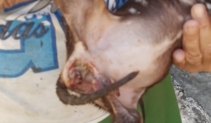 Ajude arrecadar o valor para o resgate da cadelinha que foi violentada na Vila Municipall 