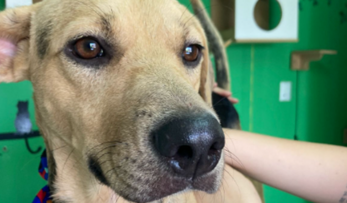 Ajudando o Jack a encontrar um lar