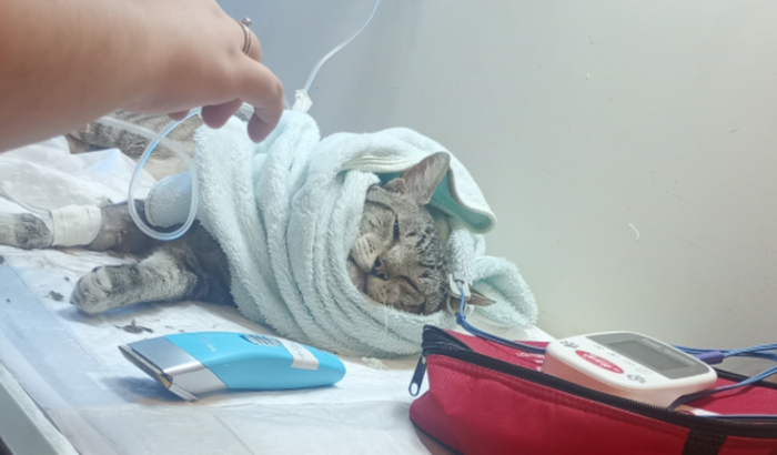 Ajude nosso menino (TOM)