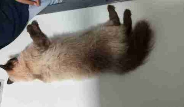 Gata felino carro atropelou precisa fazer cirurgia nos quadril 