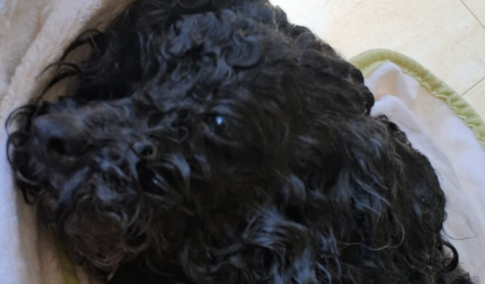 Vamos ajudar a Cacau