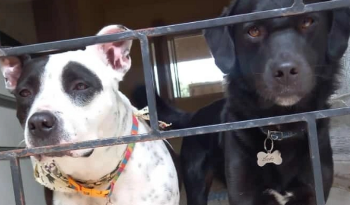 RAÇÃO PARA OS RESGATADOS