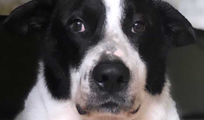 AJUDE O OLIVER A VENCER O CÂNCER