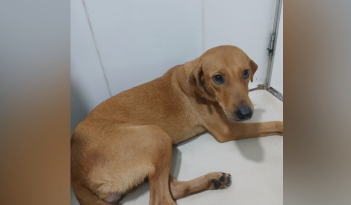 Ajude a cadelinha Preciosa a realizar seus tratamentos