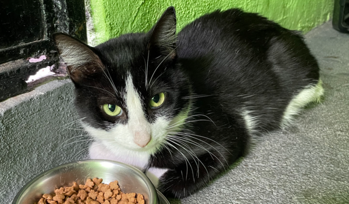 Castração dos gatinhos de rua 