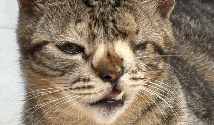 Protejo gatil da kiki