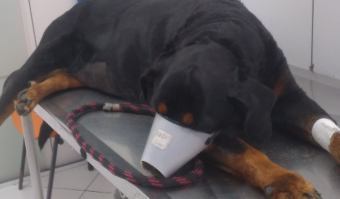 Tratamento para a kira