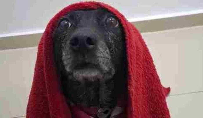 Ajude Luninha no seu tratamento de Câncer