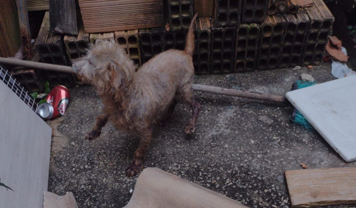 Medicação para o Rex