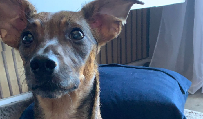 Ajuda no tratamento para salvar Marcelinho da cinomose