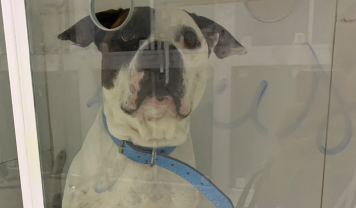 Tratamento do Zeus (meu cachorro)