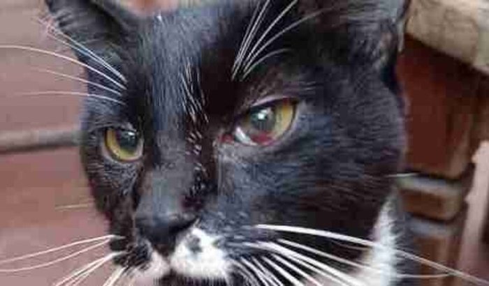 Tratamento PIF Mateus Henrique