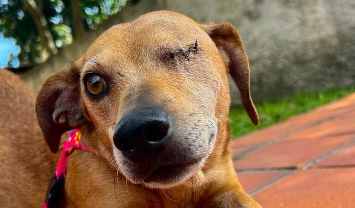 Ajude a salvar a vida da Amy!