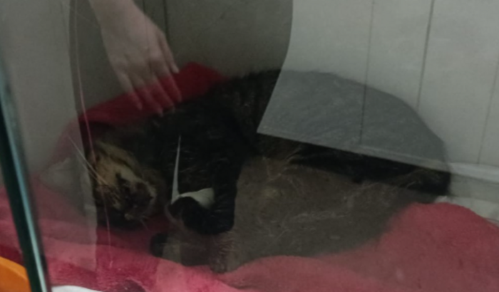 ajude a blair para conseguir realizar a cirurgia dela