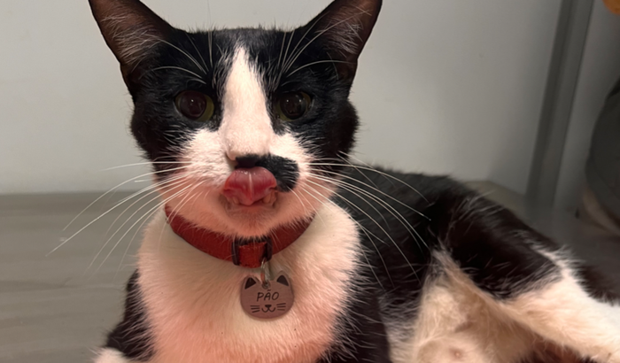 Cirurgia da Pão para a coluna