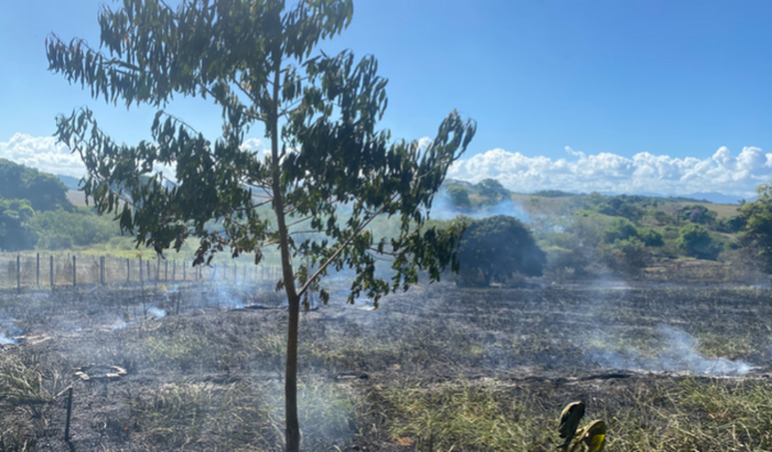 Ajuda para comprar sementes nativas
