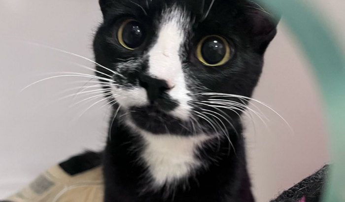 Internação da Bere