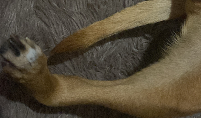 Vaquinha solitária em pró da recuperação da cachorra que foi atropelada.