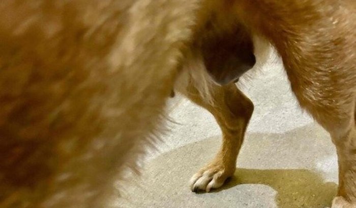 AJUDE A LUNA A VENCER ESSA LUTA! Lutando contra o tumor