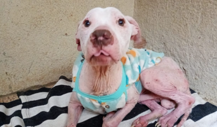 Alimentação dos Animais do TEAR