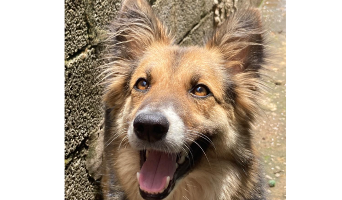 Ajude a Lua a voltar a correr feliz!