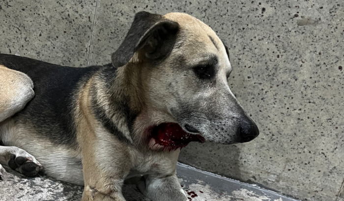 Ajude o Resgatado 🐶