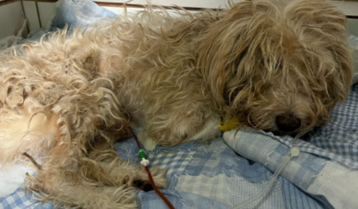 AJUDA! - Cirurgia do Hatchi