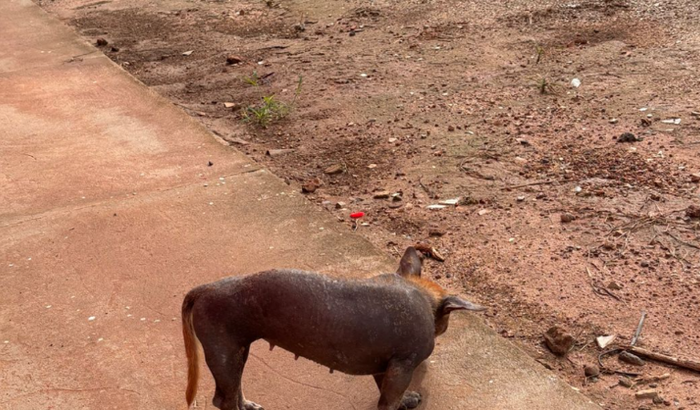 Ajude a cachorrinha Jane