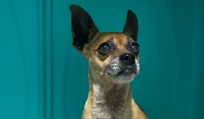 Ajuda no tratamento da minha cadela 