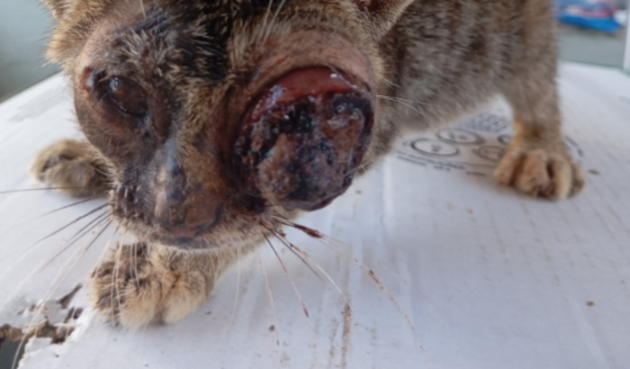 Docinho precisa operar o olhinho