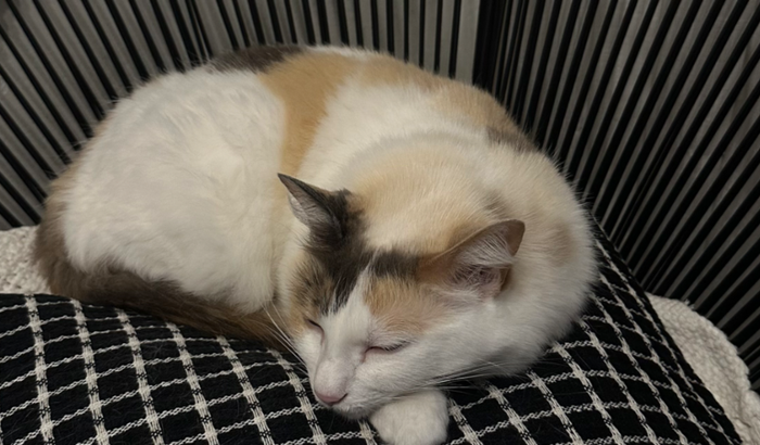 gastos de problema renal da Lua